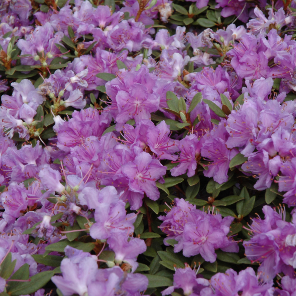 Rhododendron – Purple Gem – #2 Container